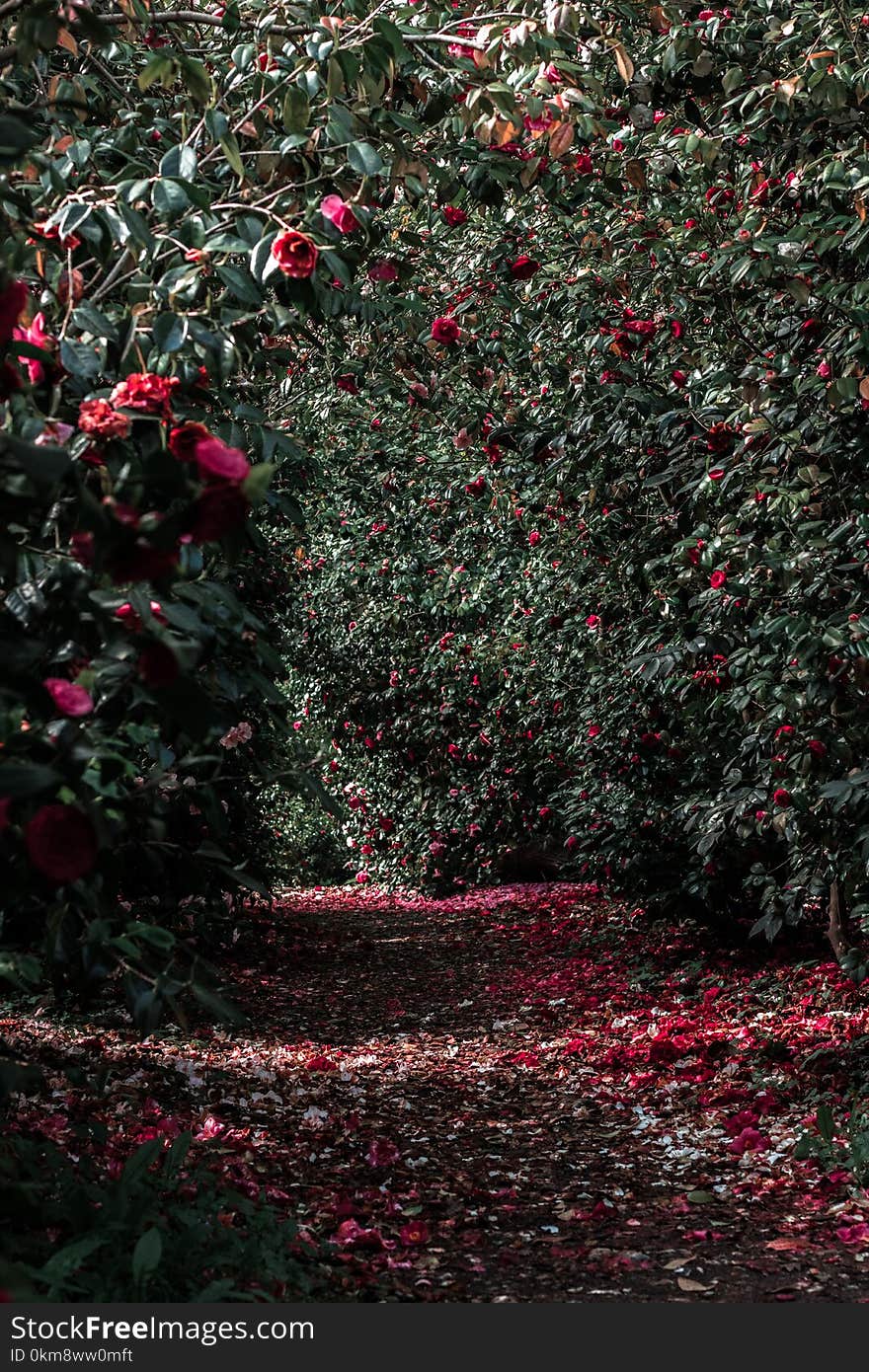 Nature, Flora, Leaf, Vegetation