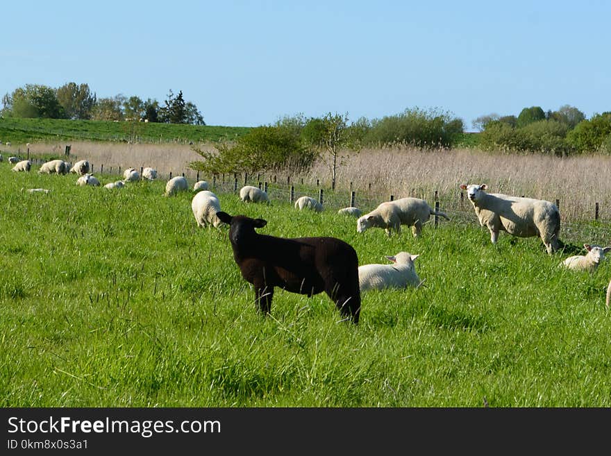 Pasture, Grassland, Grazing, Herd