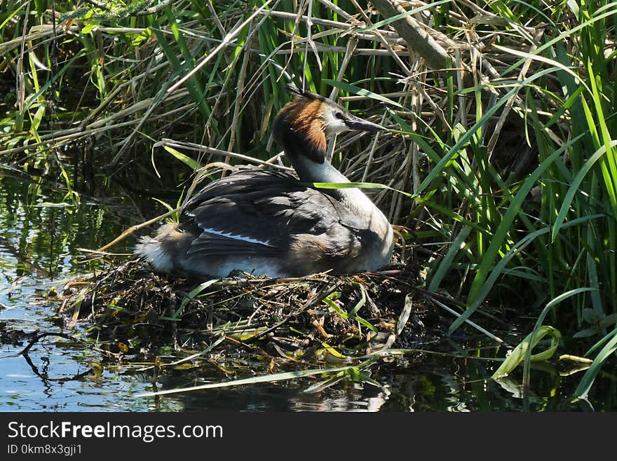 Bird, Duck, Ecosystem, Fauna