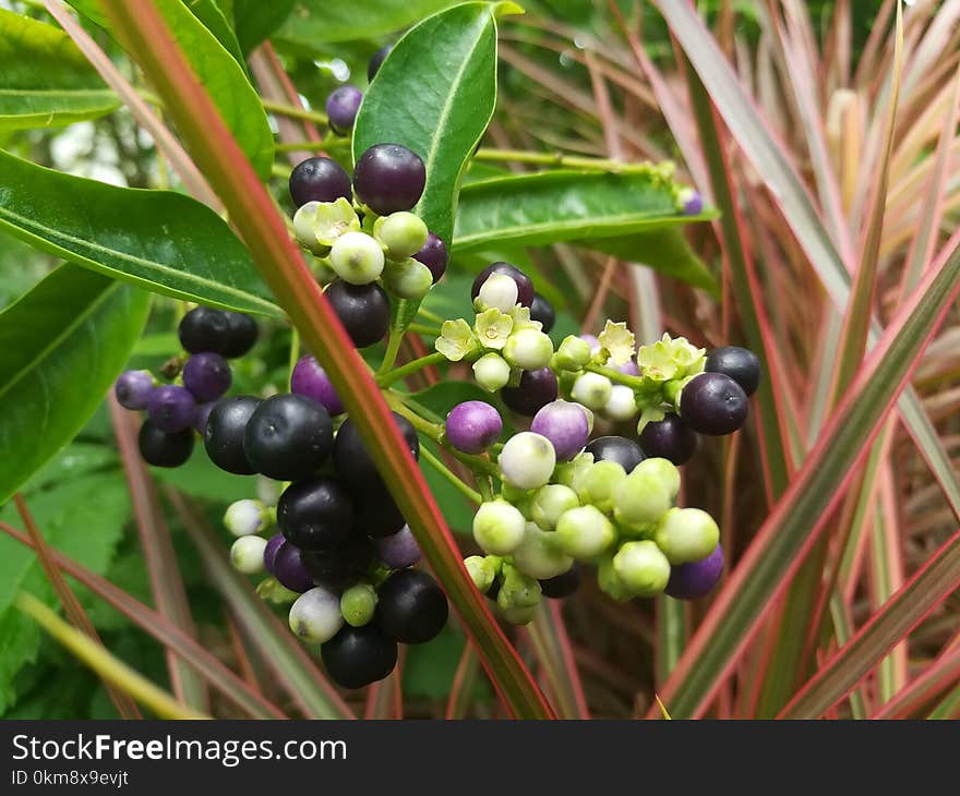 Plant, Berry, Fruit, Blueberry