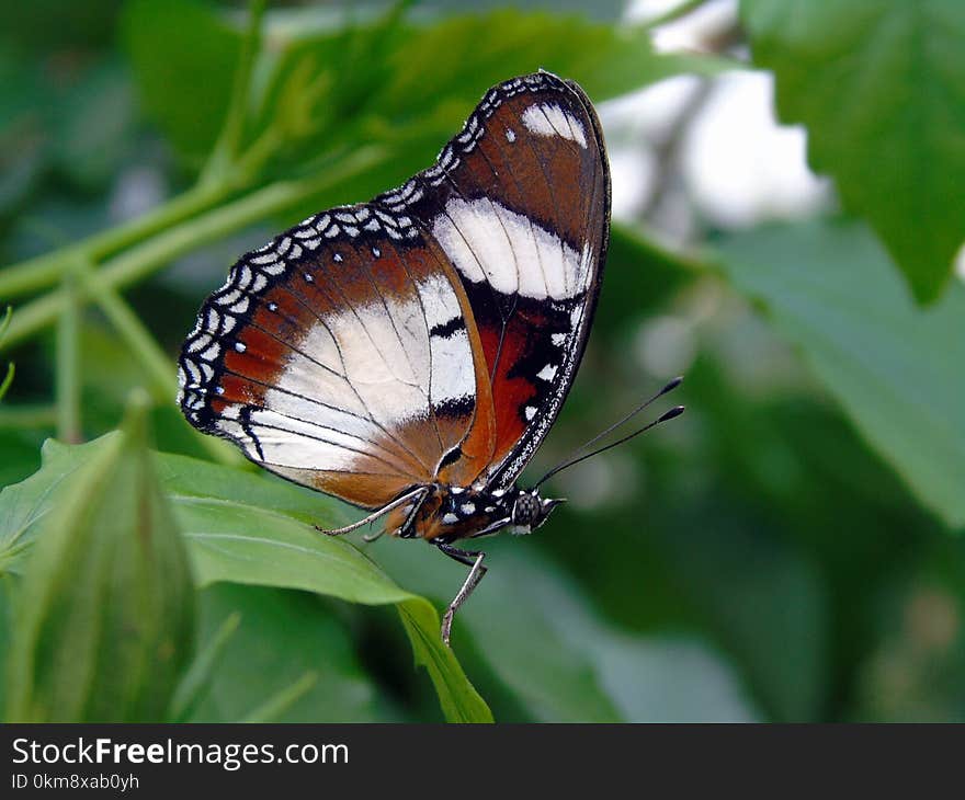 Butterfly, Insect, Moths And Butterflies, Lycaenid