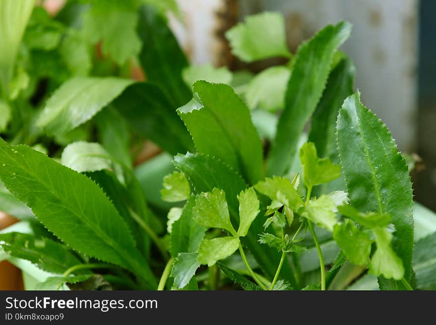 Leaf, Leaf Vegetable, Plant, Herb