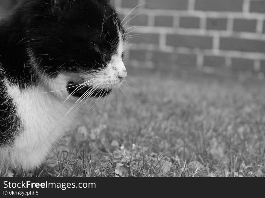 Cat, White, Black, Black And White