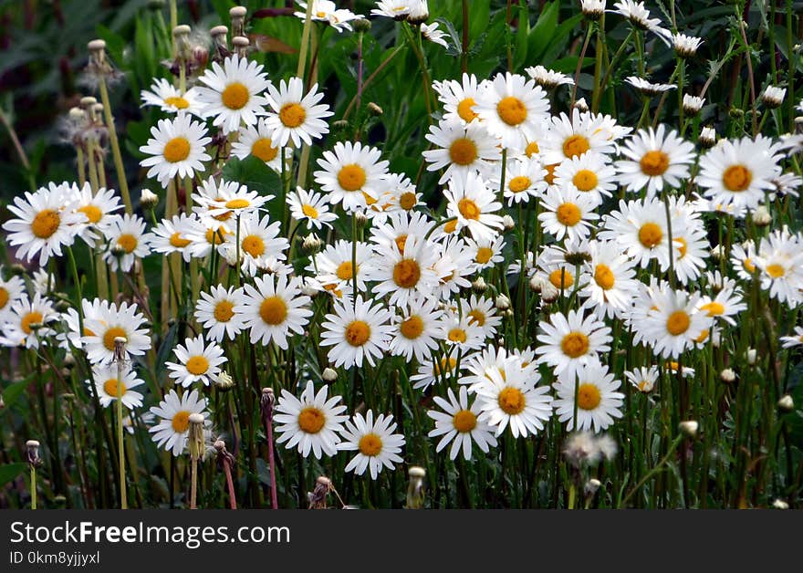 Flower, Plant, Oxeye Daisy, Flora