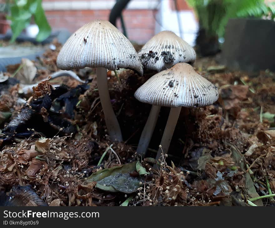 Mushroom, Fungus, Agaricaceae, Edible Mushroom