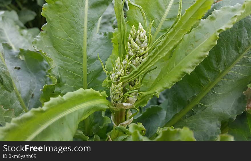 Leaf, Plant, Herb, Spring Greens