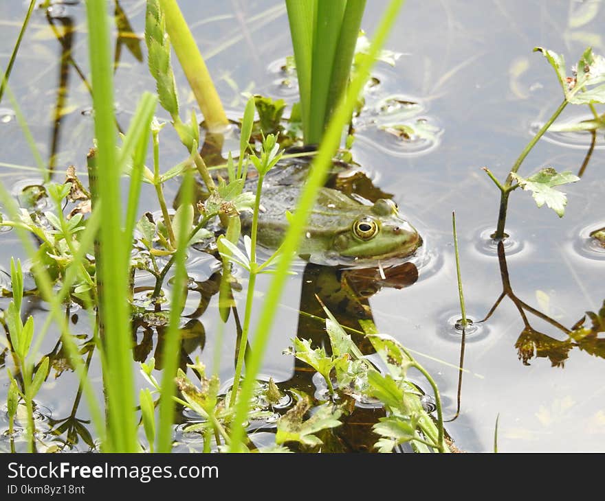 Plant, Water, Flora, Grass