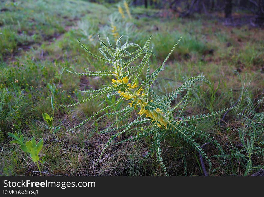 Ecosystem, Flora, Vegetation, Plant