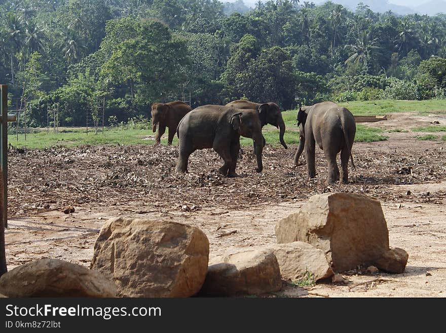 Elephants And Mammoths, Elephant, Wildlife, Indian Elephant