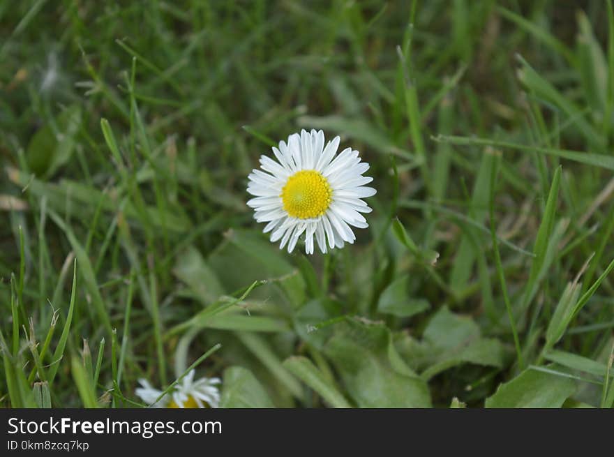 Flower, Plant, Flora, Daisy