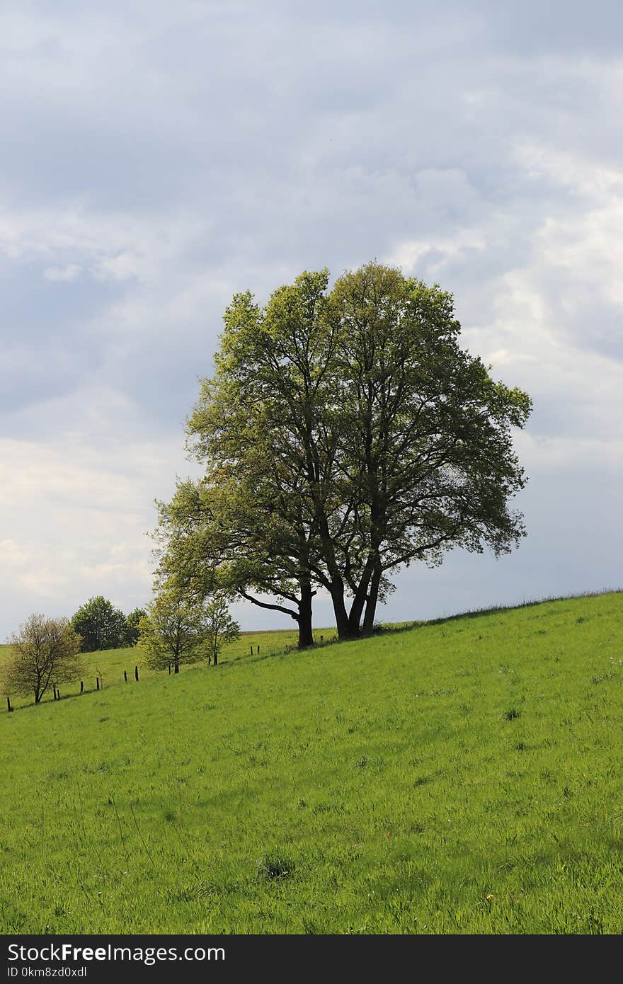 Grassland, Tree, Sky, Pasture