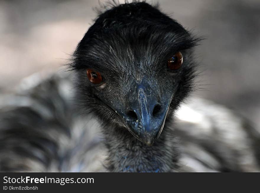 Beak, Emu, Bird, Fauna