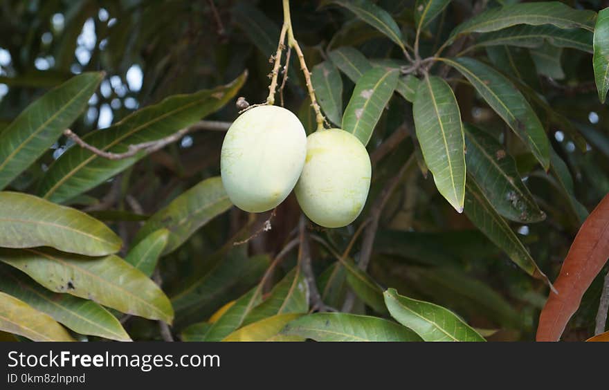 Plant, Fruit Tree, Fruit, Flora