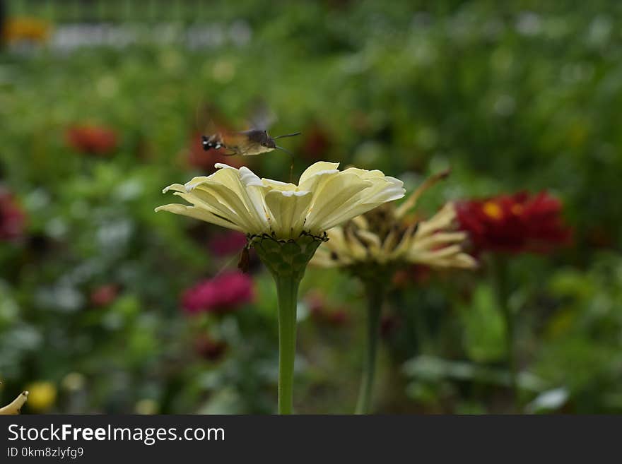 Flower, Flora, Wildflower, Nectar