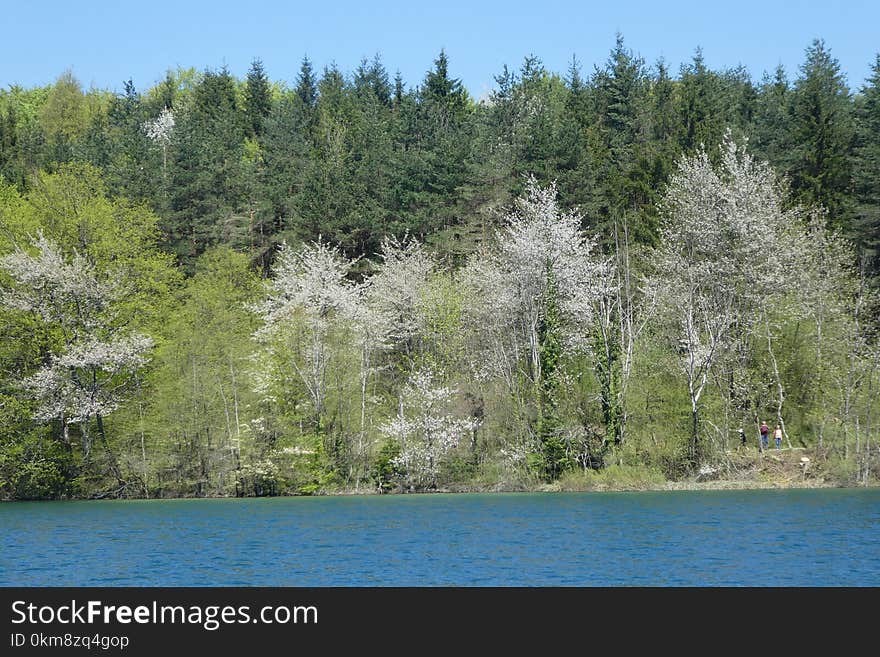 Water, Ecosystem, Nature, Tree