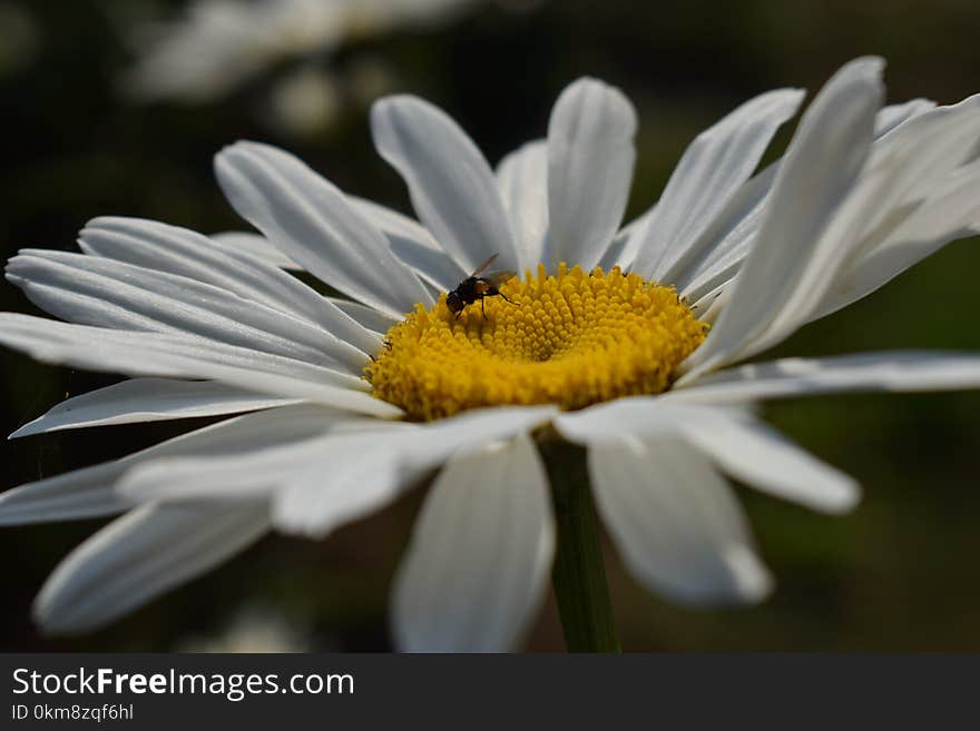 Flower, Oxeye Daisy, Flora, Pollen