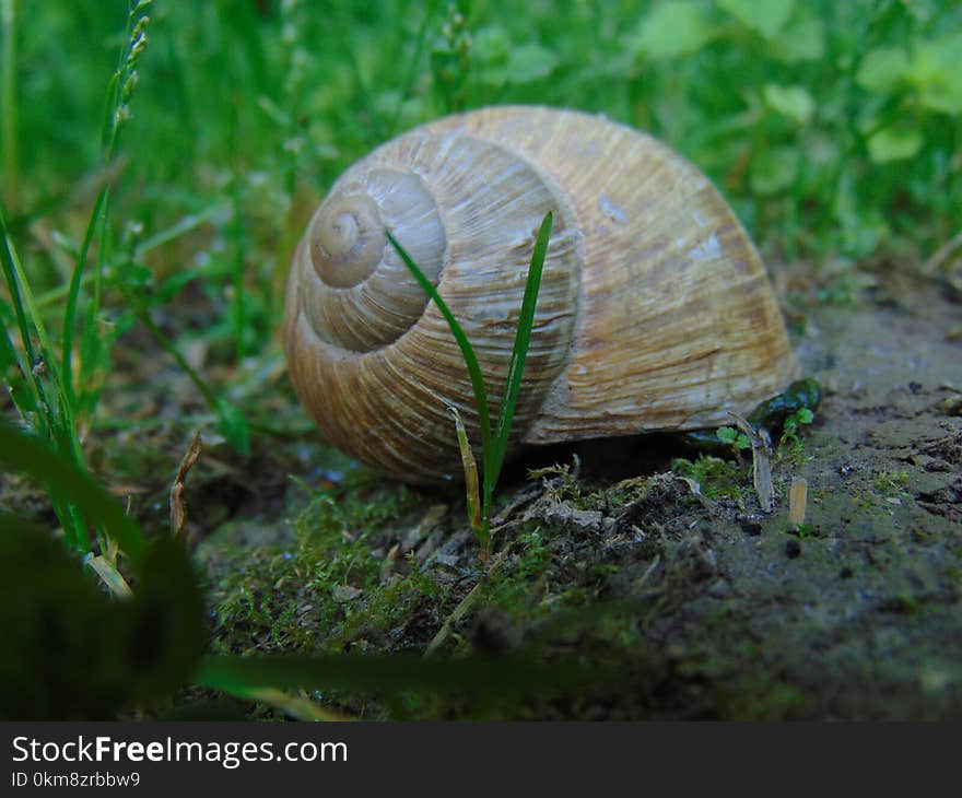 Snail, Snails And Slugs, Molluscs, Terrestrial Animal