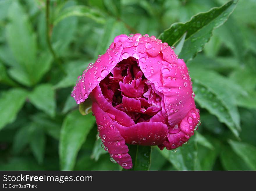 Flower, Plant, Peony, Flowering Plant