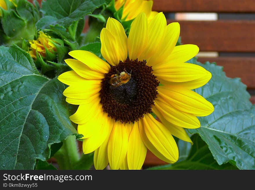 Flower, Sunflower, Yellow, Sunflower Seed