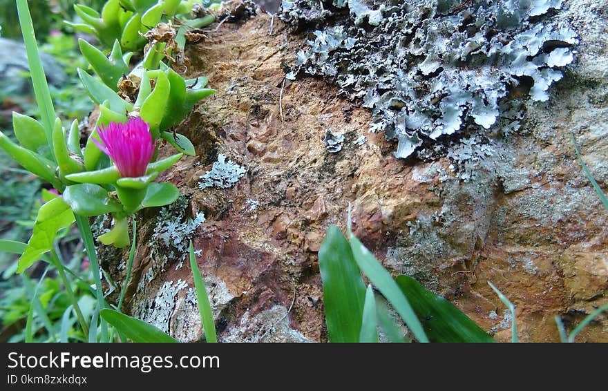 Plant, Flora, Vegetation, Flower