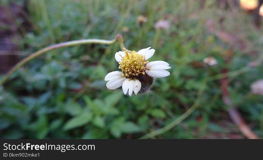 Flower, Flora, Plant, Spring