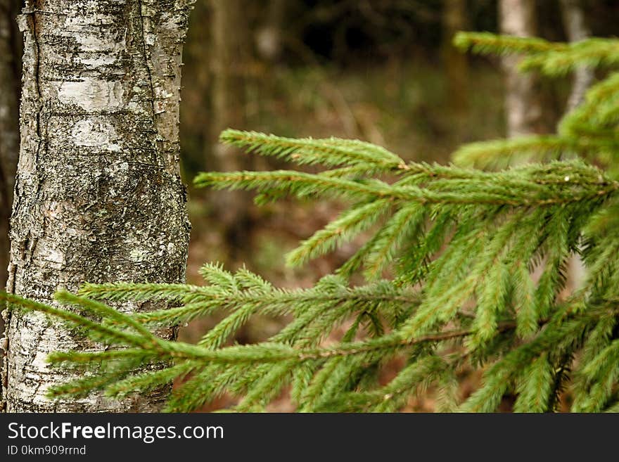 Vegetation, Ecosystem, Spruce Fir Forest, Tree