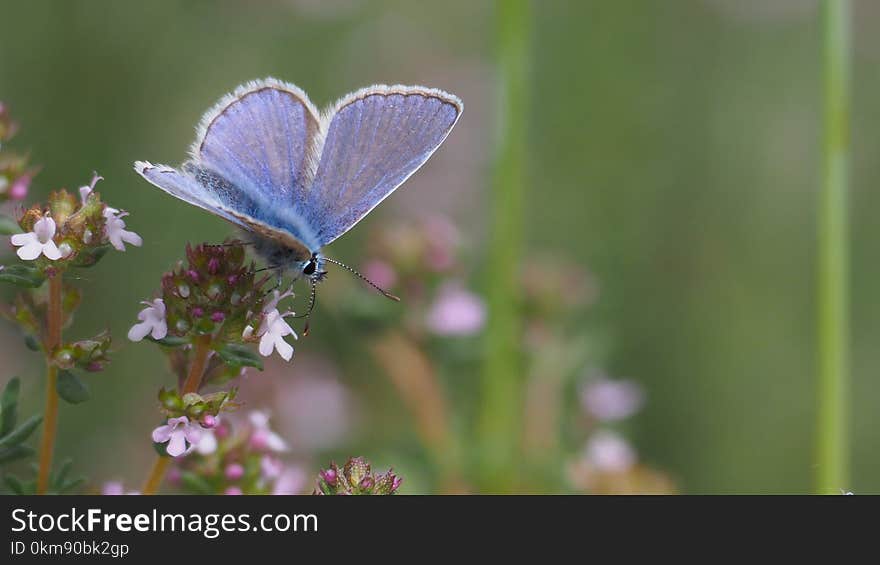 Butterfly, Lycaenid, Moths And Butterflies, Insect