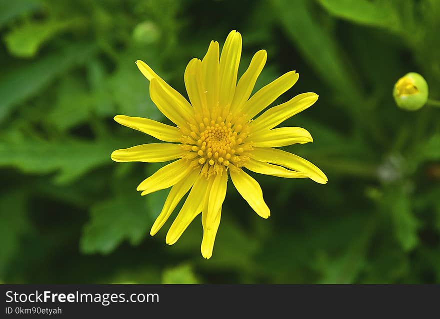 Flower, Yellow, Flora, Daisy Family