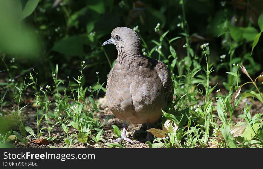 Fauna, Bird, Beak, Grass