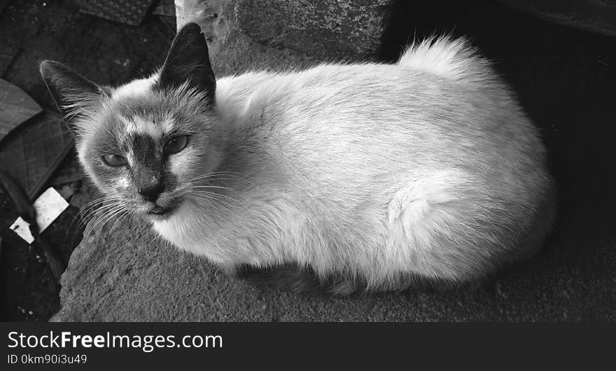 Cat, Black And White, Black, Whiskers