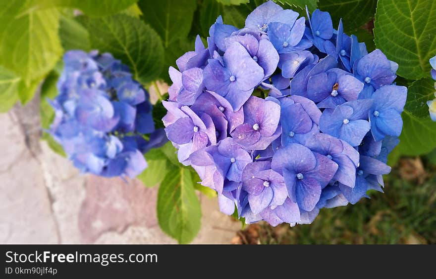 Blue, Flower, Plant, Hydrangea