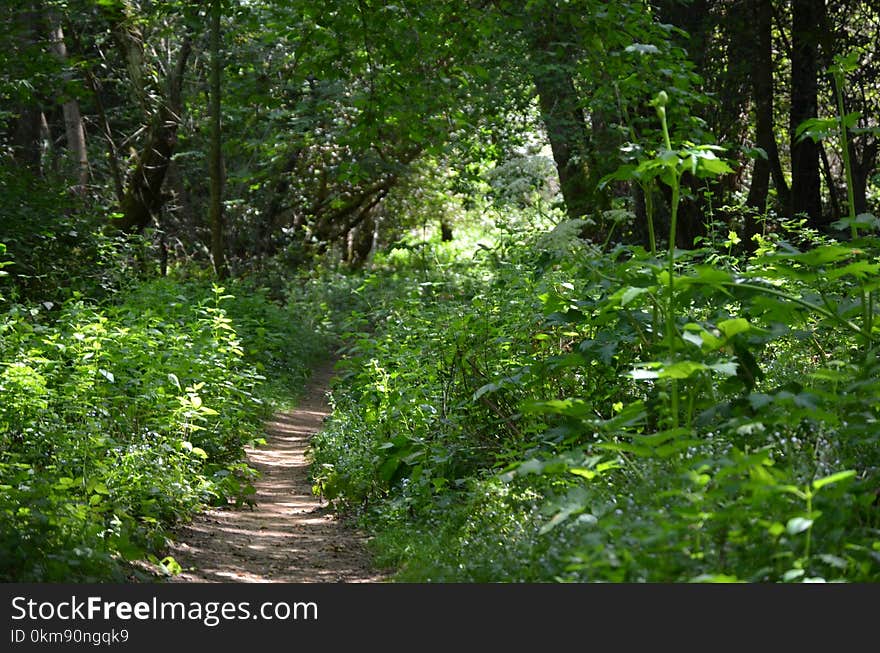 Vegetation, Ecosystem, Nature Reserve, Woodland