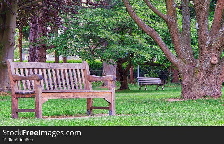 Tree, Nature, Plant, Grass