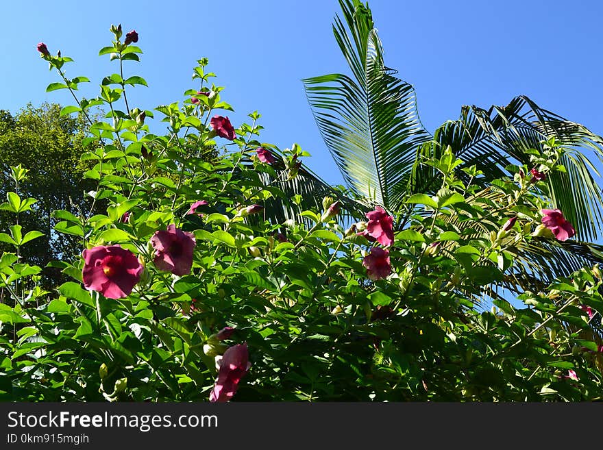 Plant, Vegetation, Flora, Sky