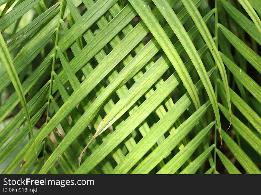 Leaf, Plant, Grass, Grass Family