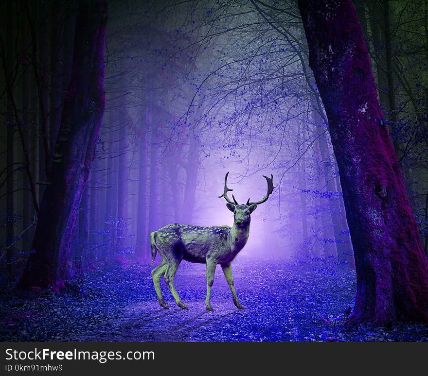 Nature, Purple, Green, Darkness