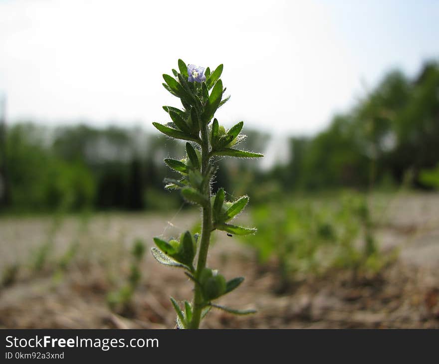 Plant, Subshrub, Herb, Plant Stem