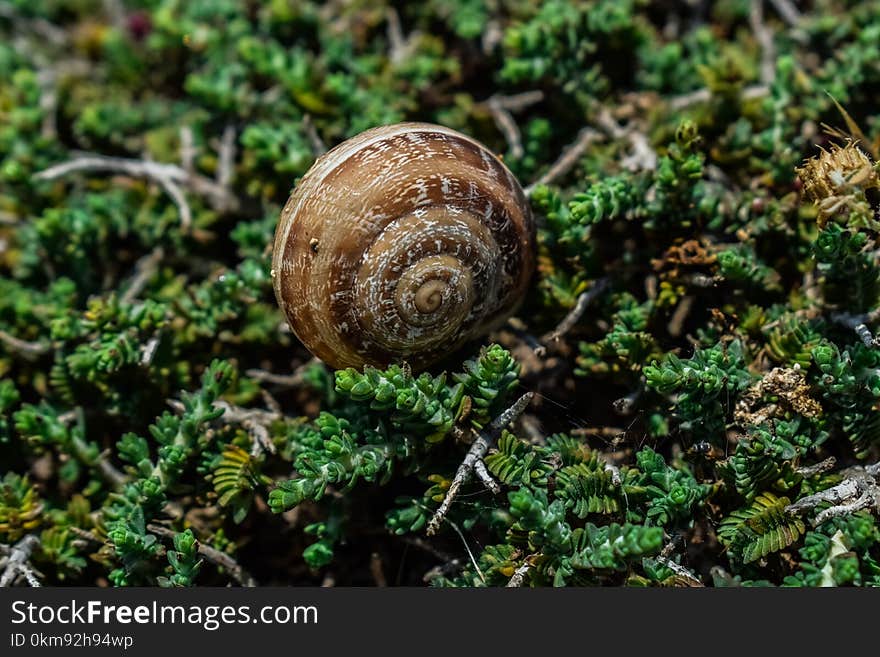 Snail, Snails And Slugs, Molluscs, Terrestrial Animal