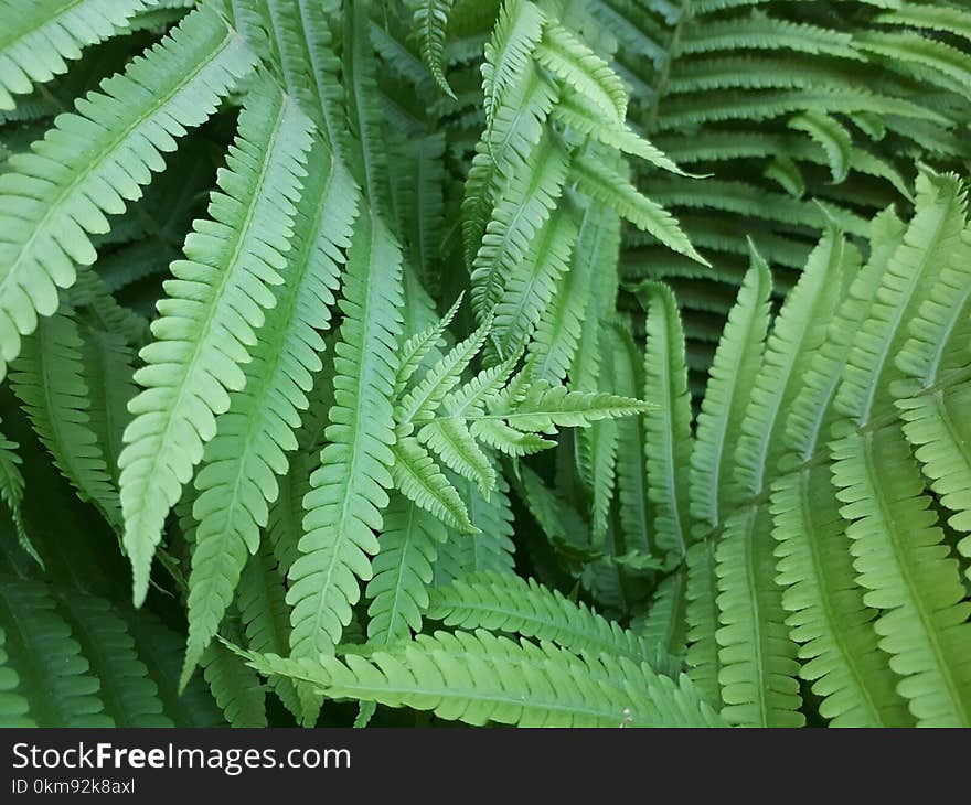 Ostrich Fern, Plant, Vegetation, Ferns And Horsetails