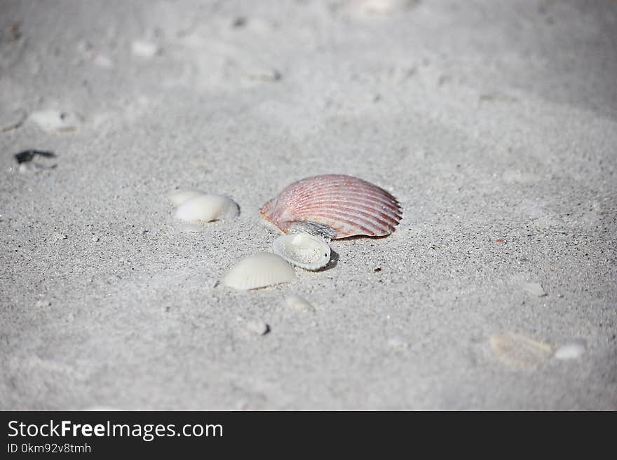 Seashell, Cockle, Macoma, Veneroida