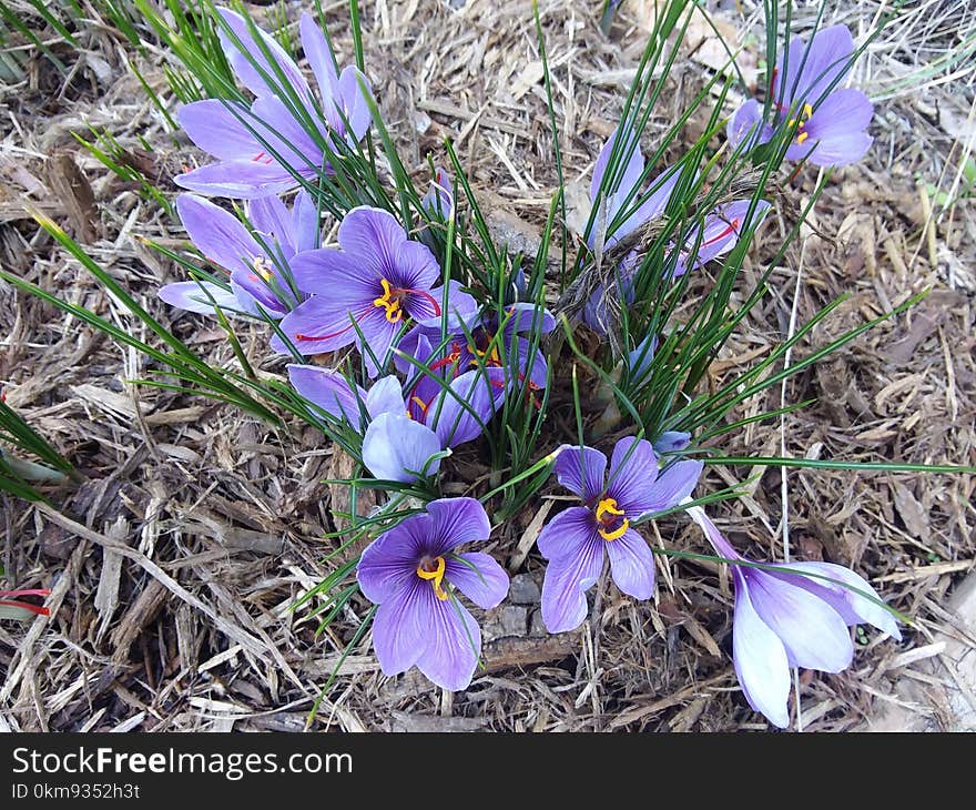 Flower, Plant, Flowering Plant, Flora