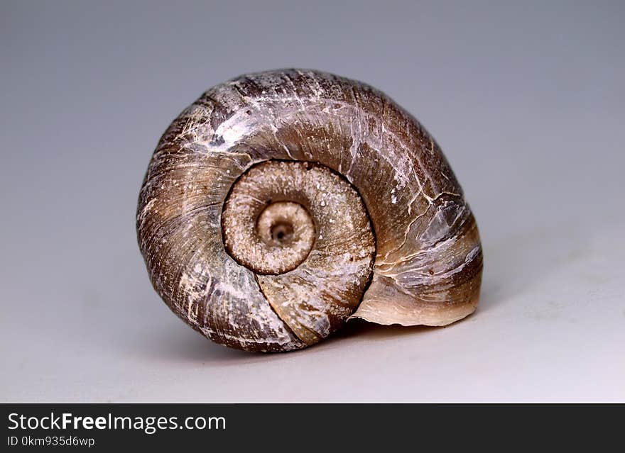 Snail, Conchology, Snails And Slugs, Nautilida