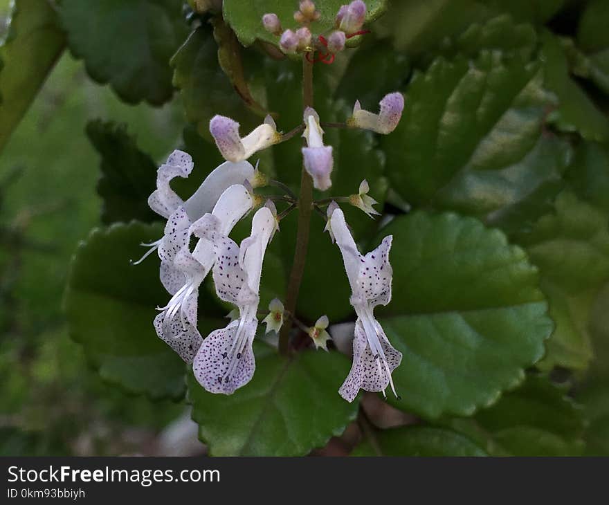 Flora, Plant, Flower, Spurflowers