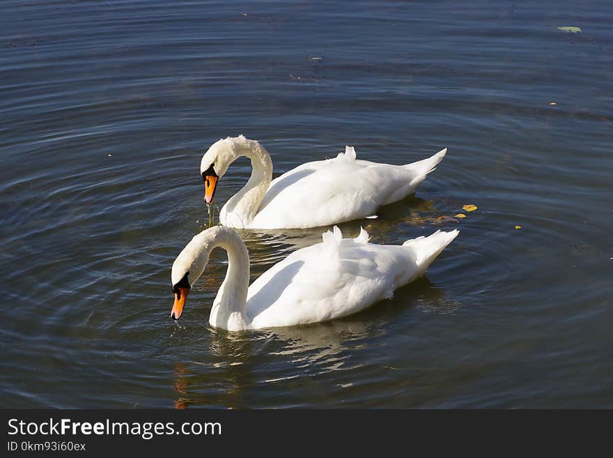 Bird, Swan, Water Bird, Ducks Geese And Swans