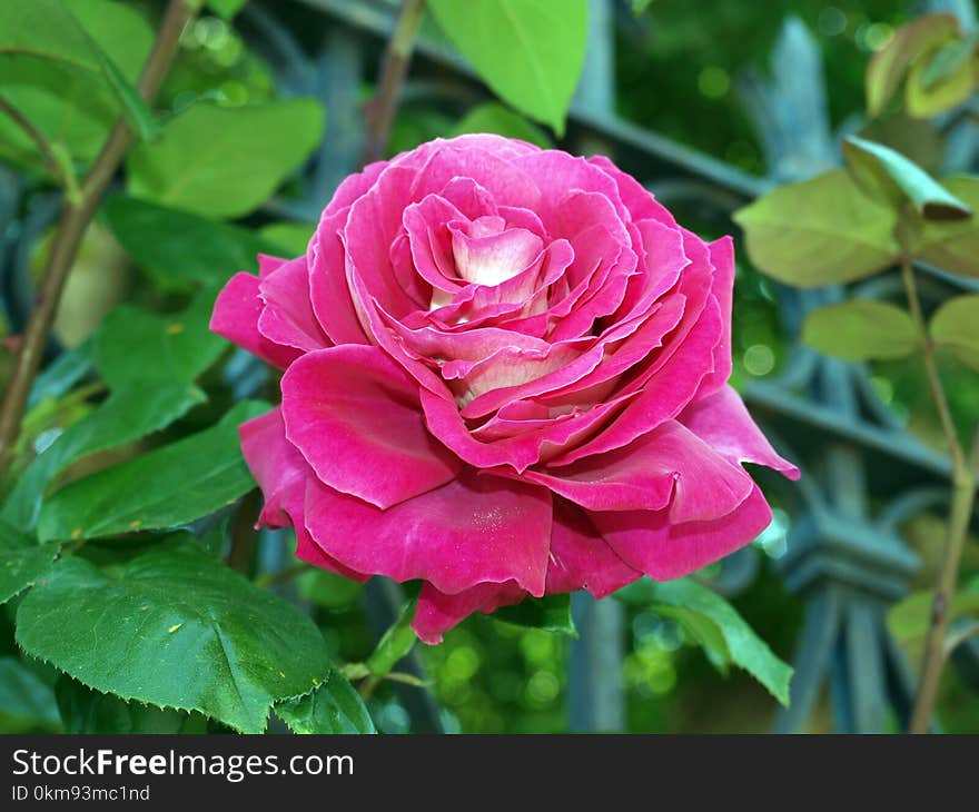 Flower, Rose, Rose Family, Plant