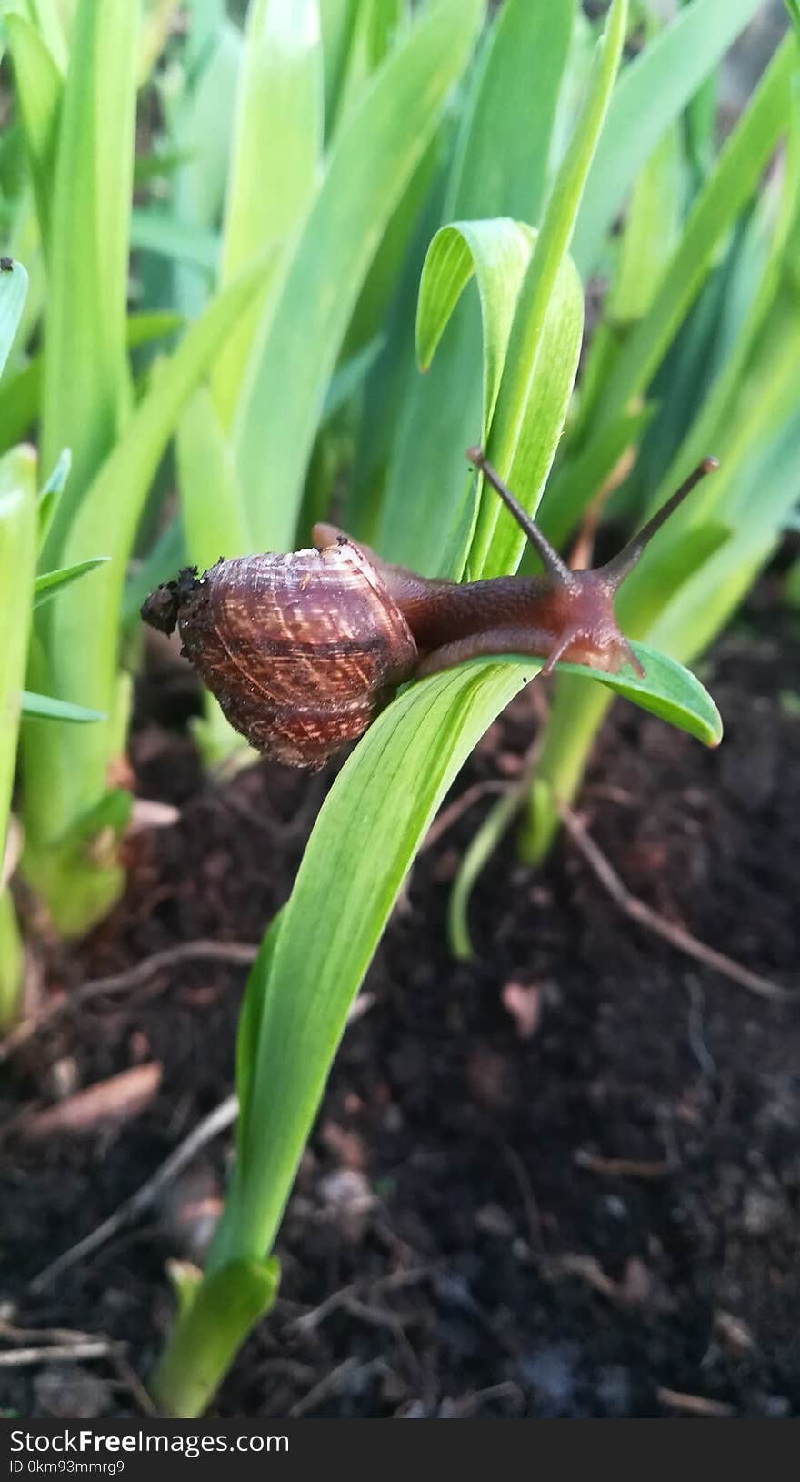 Plant, Leaf, Fritillaria, Plant Stem