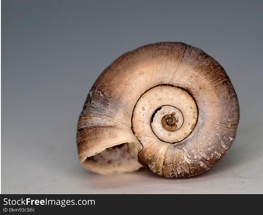 Snail, Nautilida, Conchology, Snails And Slugs