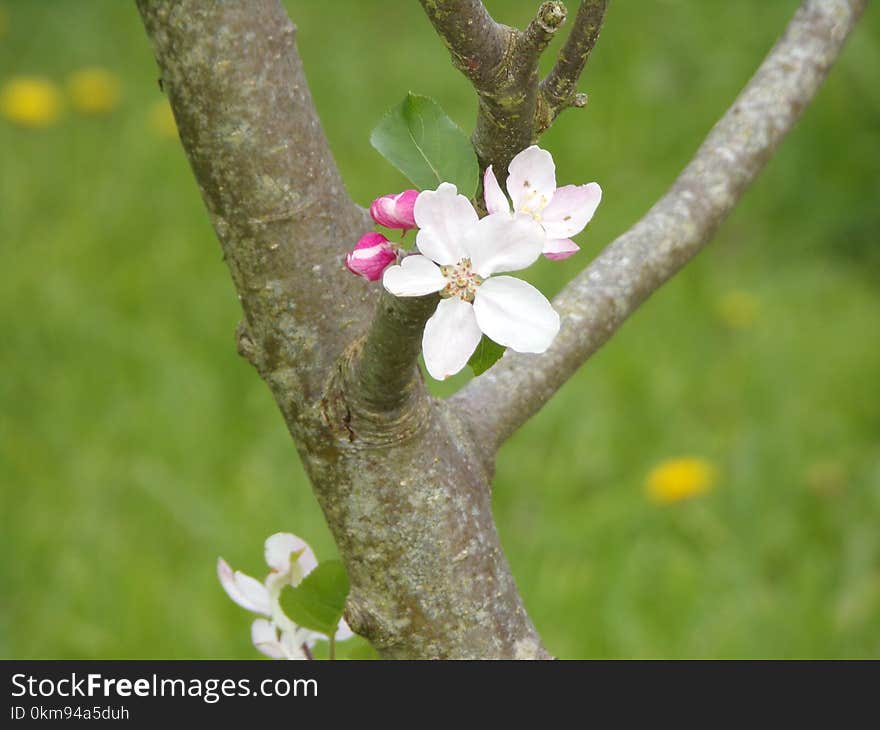 Flora, Branch, Blossom, Spring