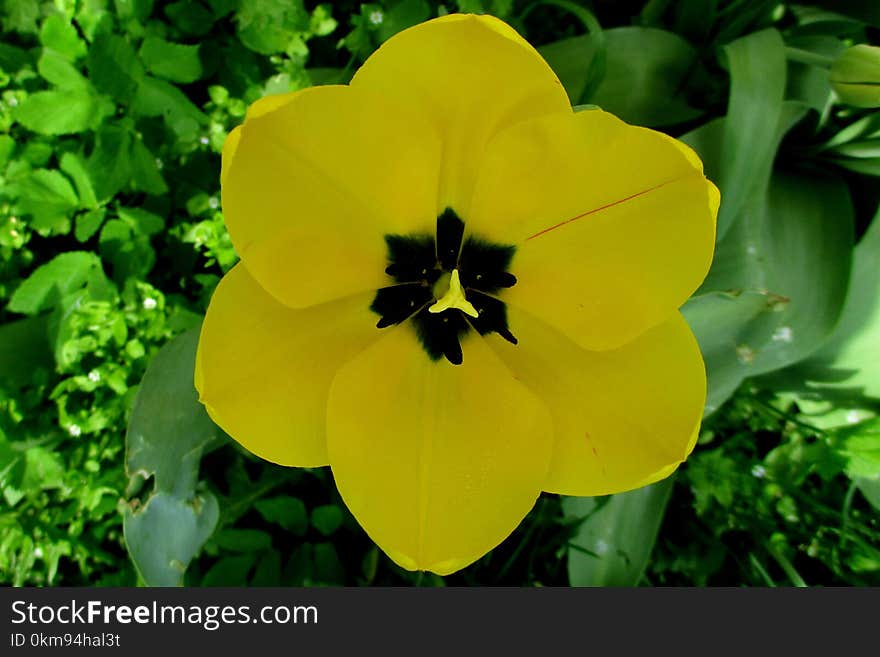 Flower, Yellow, Flowering Plant, Plant