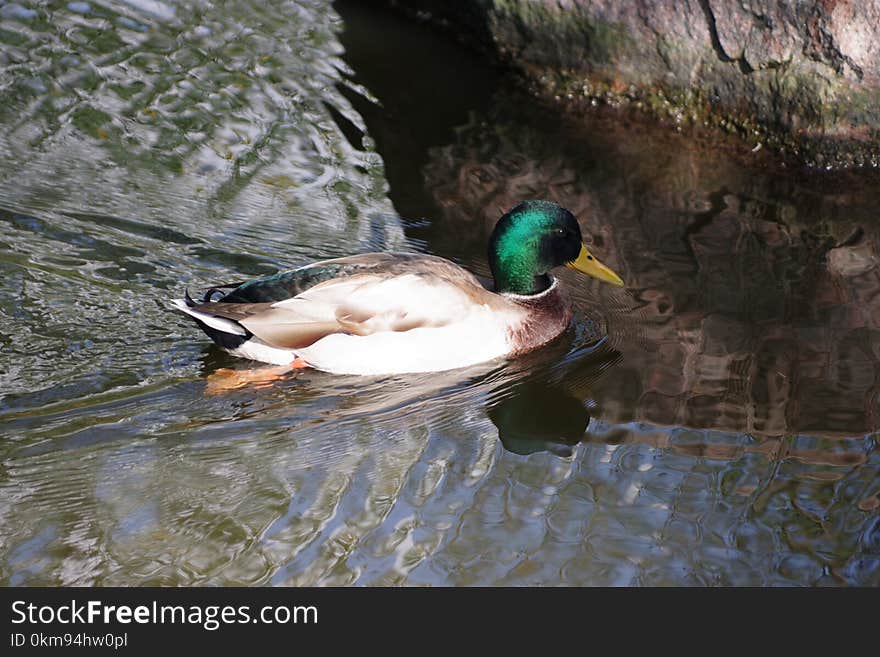 Bird, Duck, Water, Mallard